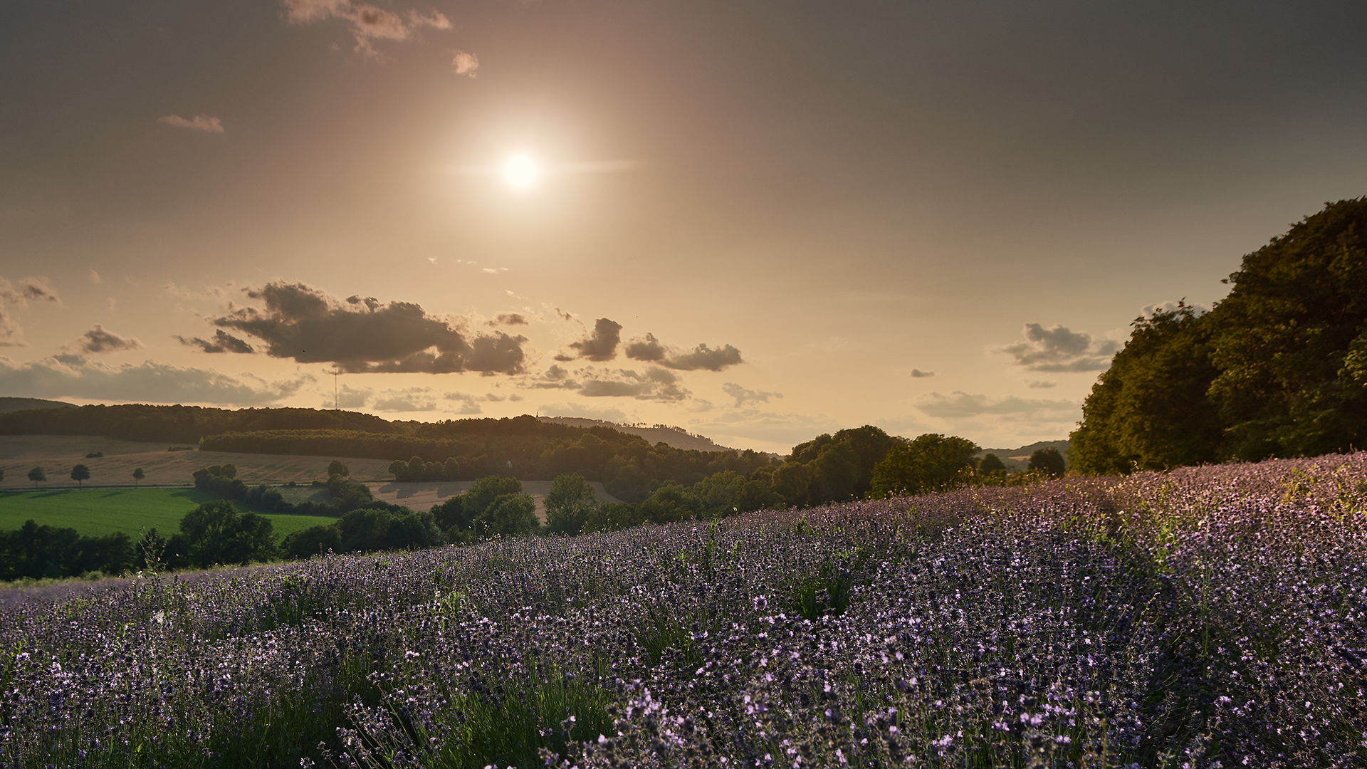Lippische Provence
