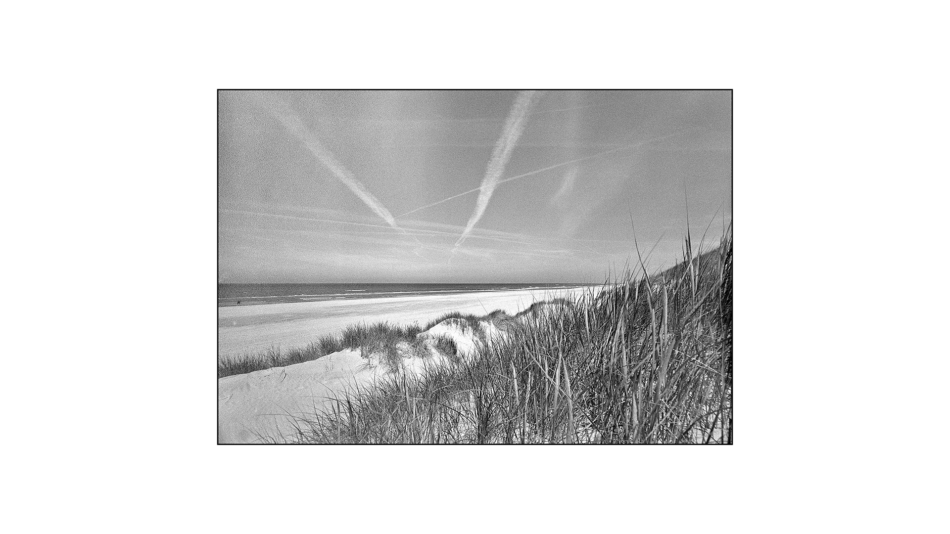 Dänemark Henne Strand Dünengras 02