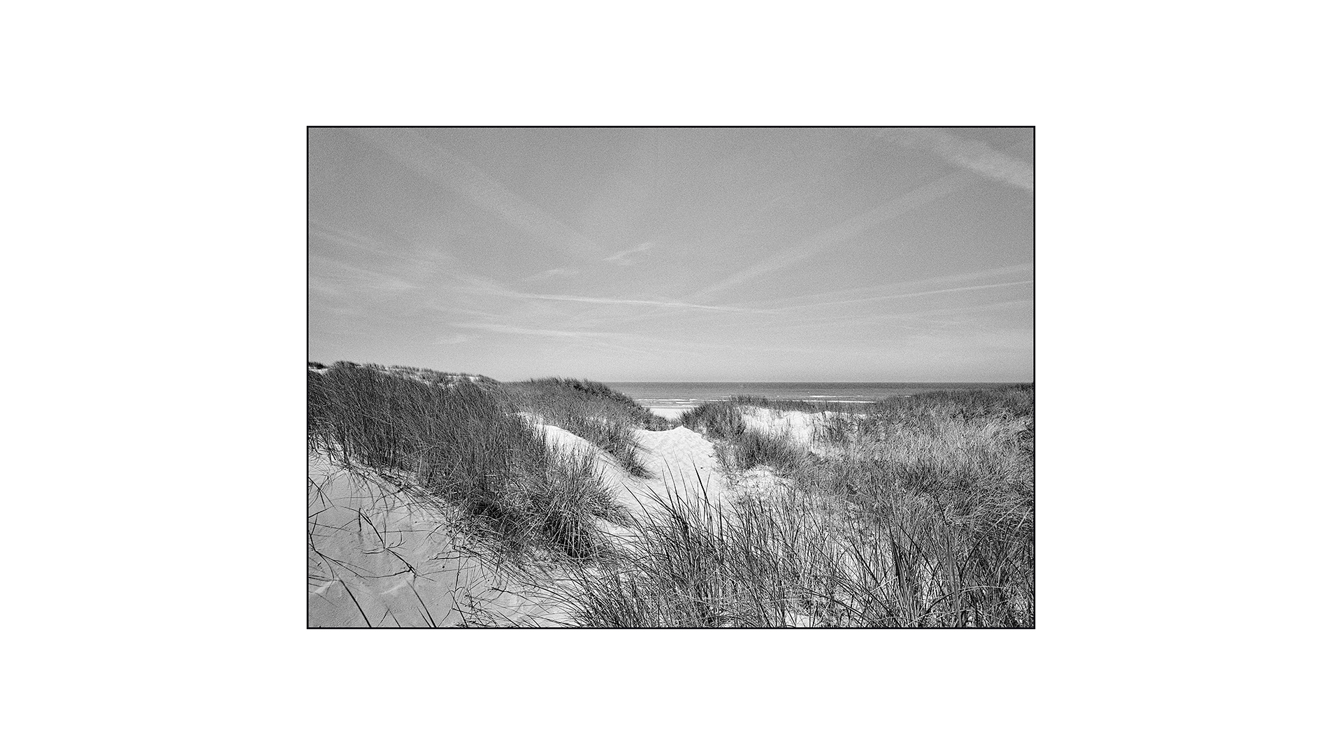 Dänemark Henne Strand Dünengras 03