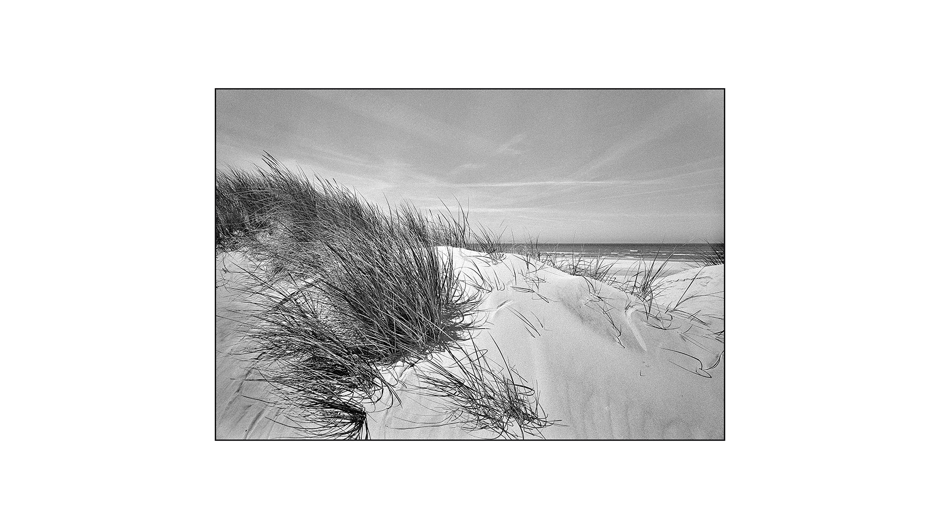Dänemark Henne Strand Dünengras